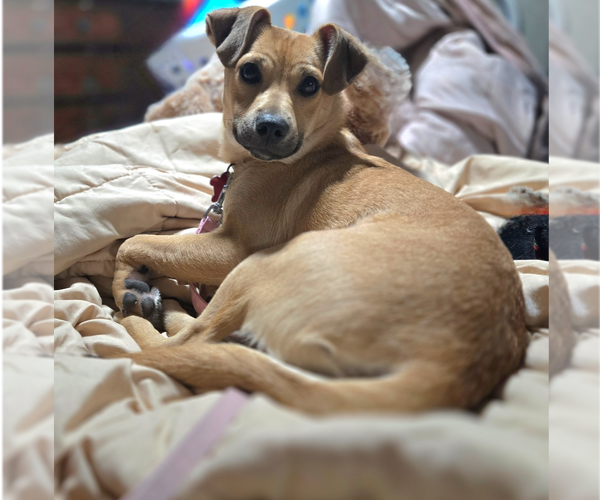 Medium Photo #5 Chihuahua-Unknown Mix Puppy For Sale in Springdale, PA, USA