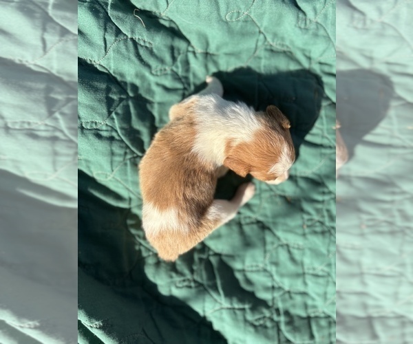 Medium Photo #2 Brittany Puppy For Sale in FISHER, IL, USA
