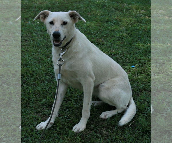 Medium Photo #2 Labrador Retriever-Whippet Mix Puppy For Sale in Attalka, AL, USA