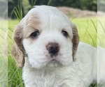 Puppy Puppy 3 Cocker Spaniel