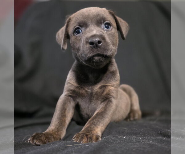 Medium Photo #4 Labrador Retriever-Unknown Mix Puppy For Sale in McKinney, TX, USA