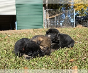 German Shepherd Dog Puppy for sale in TRAVELERS REST, SC, USA