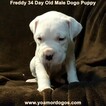 Small Photo #256 Dogo Argentino Puppy For Sale in PINEVILLE, MO, USA