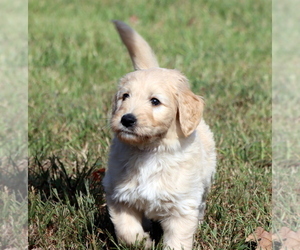 Goldendoodle Puppy for Sale in WINNSBORO, Texas USA