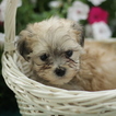 Small Photo #4 Maltese-Poodle (Toy) Mix Puppy For Sale in GAP, PA, USA