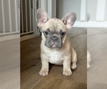 Puppy Puppy 1 French Bulldog