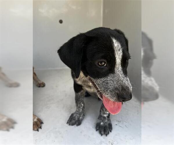 Medium Photo #1 Mutt Puppy For Sale in Houston, TX, USA