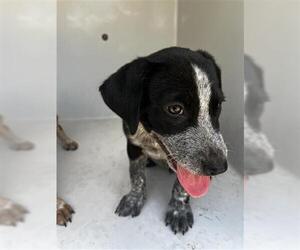 Mutt Dogs for adoption in Houston, TX, USA