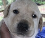 Small #3 Labrador Retriever