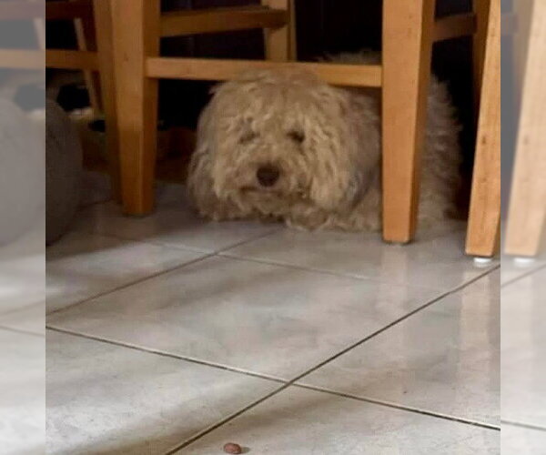 Medium Photo #3 Havanese-Unknown Mix Puppy For Sale in Canton, CT, USA
