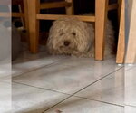 Small #2 Havanese Mix