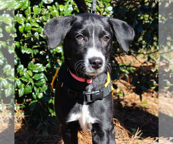 Medium Photo #5 Mutt Puppy For Sale in Cary, NC, USA