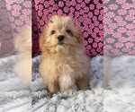 Small Photo #1 Shiranian Puppy For Sale in EDWARDSBURG, MI, USA