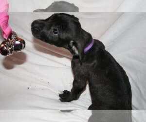 Summer - Brynns litter - Female American Staffordshire Terrier-Unknown Mix Dog for Adoption - Photo #6