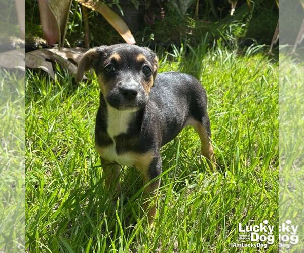 Medium Photo #2 Labrador Retriever-Unknown Mix Puppy For Sale in Washington, DC, USA