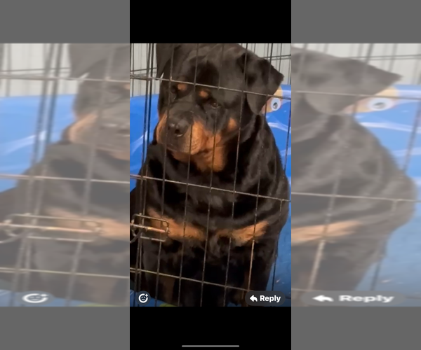 Medium Photo #1 Rottweiler Puppy For Sale in WALLINGFORD, CT, USA