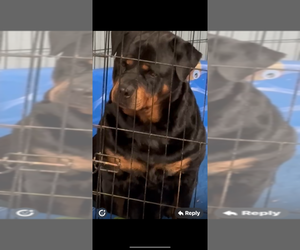 Mother of the Rottweiler puppies born on 06/21/2025