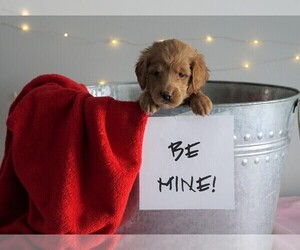 Goldendoodle (Miniature) Puppy for sale in FREDERICKSBG, OH, USA