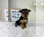 Small #2 Yorkshire Terrier