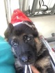 Small Photo #17 German Shepherd Dog Puppy For Sale in LOX, FL, USA