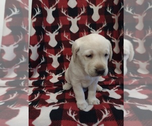 Labrador Retriever Puppy for sale in LAGRANGE, IN, USA