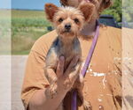 Small #2 Mutt