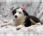 Small #6 Australian Shepherd