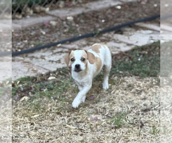 Medium Photo #2 Doxle Puppy For Sale in Phoenix, AZ, USA