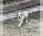Small #1 Doxle