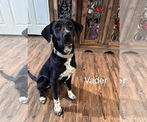Vader Dot *LOCAL* - Male Labrador Retriever-Unknown Mix Dog for Adoption - Photo #3