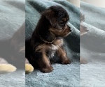 Small Photo #2 Yorkshire Terrier Puppy For Sale in TRACY, CA, USA