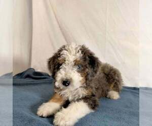 Bernedoodle Puppy for sale in FREDONIA, PA, USA