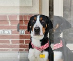 Small #2 Greater Swiss Mountain Dog