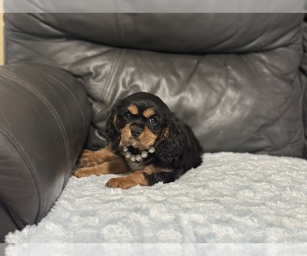 Medium Photo #1 Cavalier King Charles Spaniel Puppy For Sale in CAMPBELLSVILLE, KY, USA