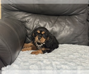 Cavalier King Charles Spaniel Puppy for sale in CAMPBELLSVILLE, KY, USA