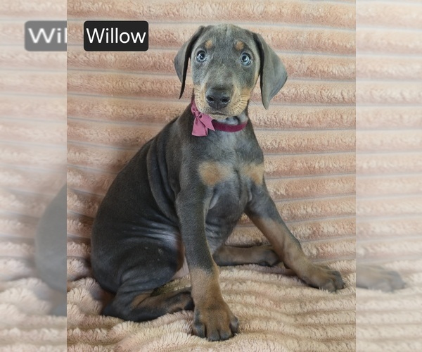 Medium Photo #3 Doberman Pinscher Puppy For Sale in ALBANY, OH, USA