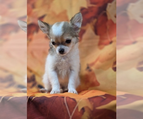 Medium Photo #4 Chihuahua Puppy For Sale in HOMERVILLE, GA, USA