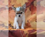 Small #3 Chihuahua