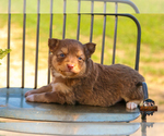 Small #22 Miniature Australian Shepherd