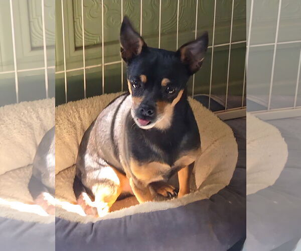 Medium Photo #1 Chihuahua Puppy For Sale in Fallbrook, CA, USA