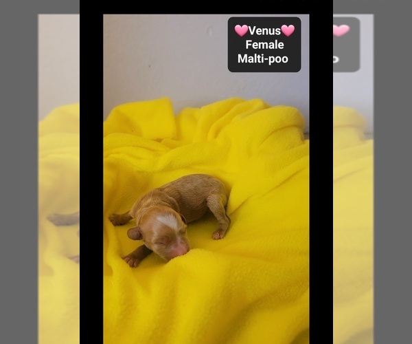 Medium Photo #3 Maltipoo (Toy) Puppy For Sale in TUCSON, AZ, USA