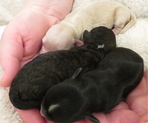 ShihPoo Litter for sale in DONGOLA, IL, USA