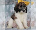 Small Photo #1 Poodle (Standard)-Saint Berdoodle Mix Puppy For Sale in HOLDEN, MO, USA