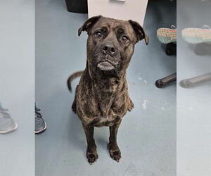 Boxer-Unknown Mix Dogs for adoption in London, Ontario, Canada