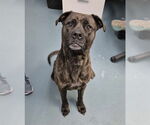 Small Boxer Mix