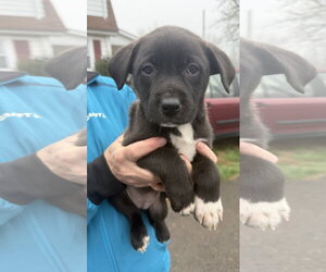 Border Collie Dogs for adoption in Landenberg, PA, USA