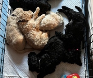 Goldendoodle Litter for sale in CYPRESS, TX, USA