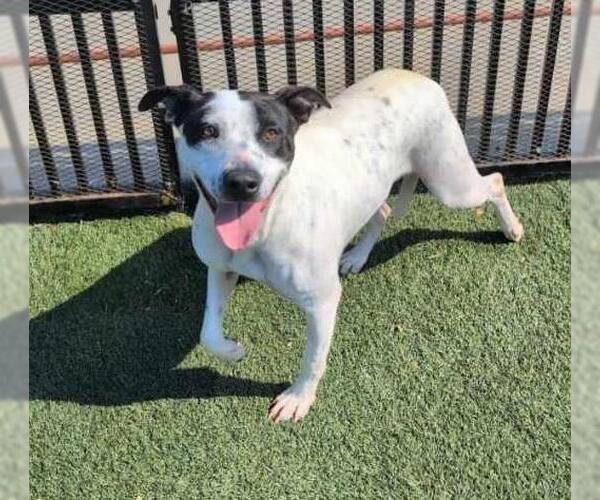 Medium Photo #9 American Pit Bull Terrier-Unknown Mix Puppy For Sale in Rockwall, TX, USA