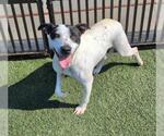Small #8 American Pit Bull Terrier Mix