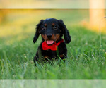 Small Photo #16 Dachshund Puppy For Sale in WARSAW, IN, USA